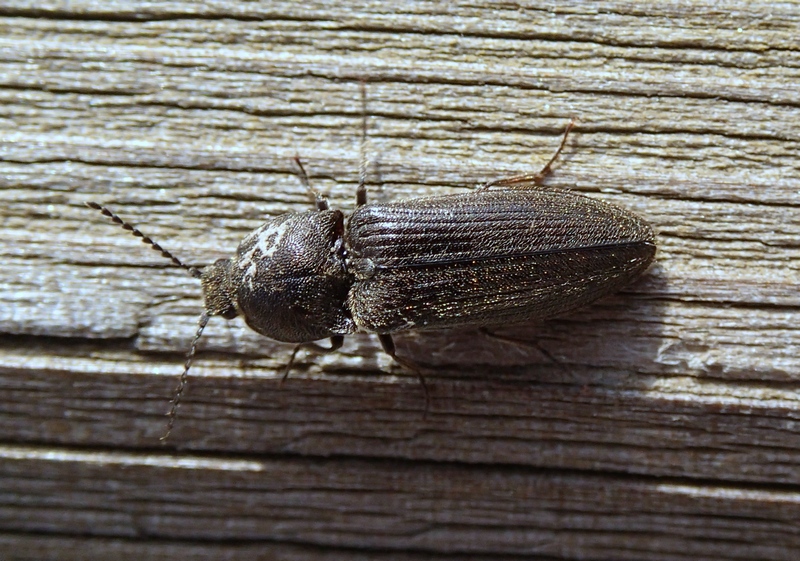 Elateridae
